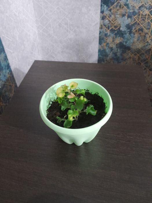 Комнатные  цветы