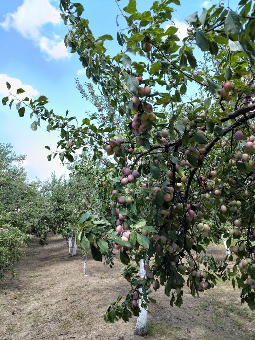 Prune de vânzare