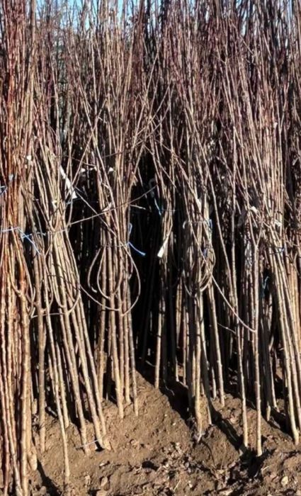 Pomi fructiferi de vânzare