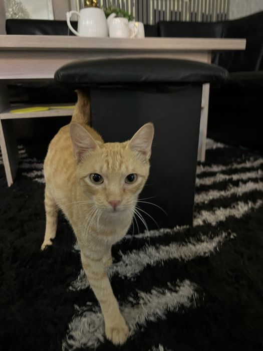 отдам кота в добрые руки