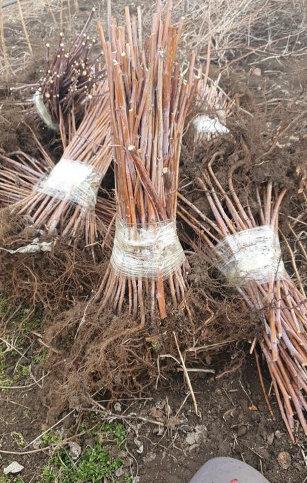 Vand butasi mur soiurile thornfree,navaho,chester,black satin,etc si d