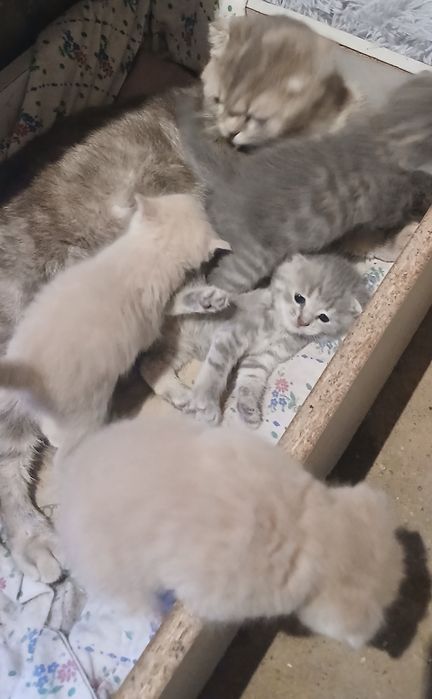 Продам котят вислоухих