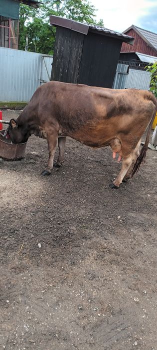 Vacă de vânzare cu vițel