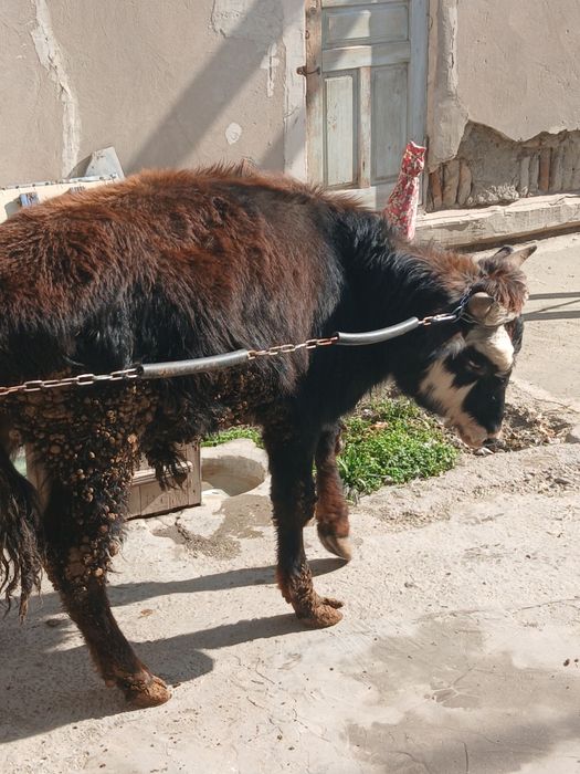 Buqacha sotiladi yeyishi yaxshi kamchiligi yoq 100%