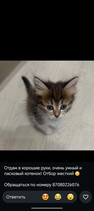 Отдам котят бесплатно