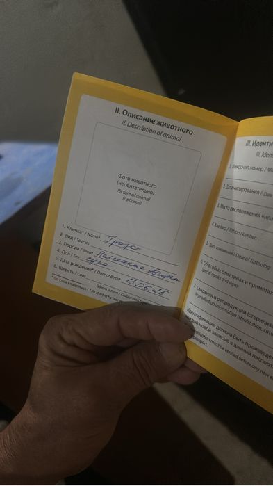 Немецкие овчарки