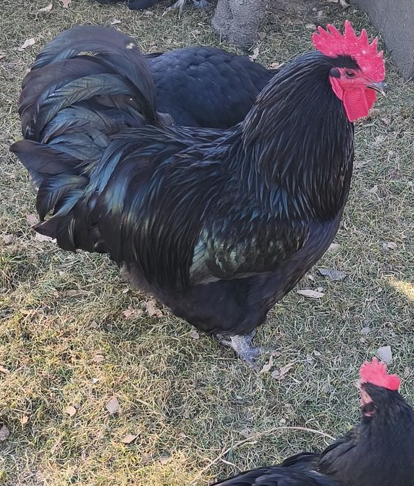 Pui de rasă Australorp negru și albastru, scoși 11.05.2026. Județul Timiș
