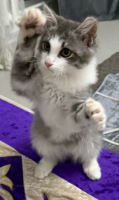 Отдам котика в добрые руки