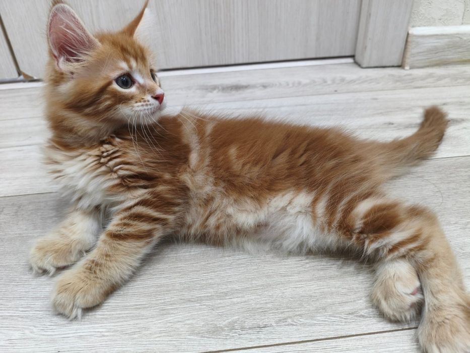 Котенок мейнкун 2 мес