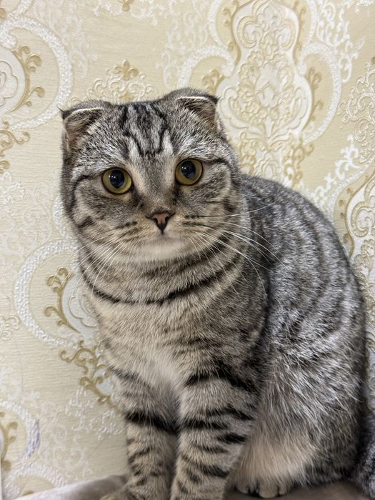 Продается вислоухая кошка