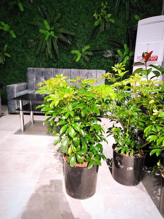 Офисные растения цветы. Оформление офисов, гостиниц цветами.