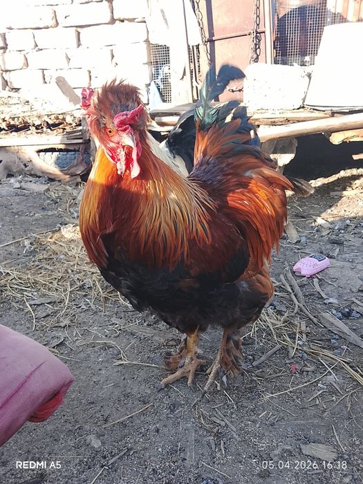 Петухи брама продам