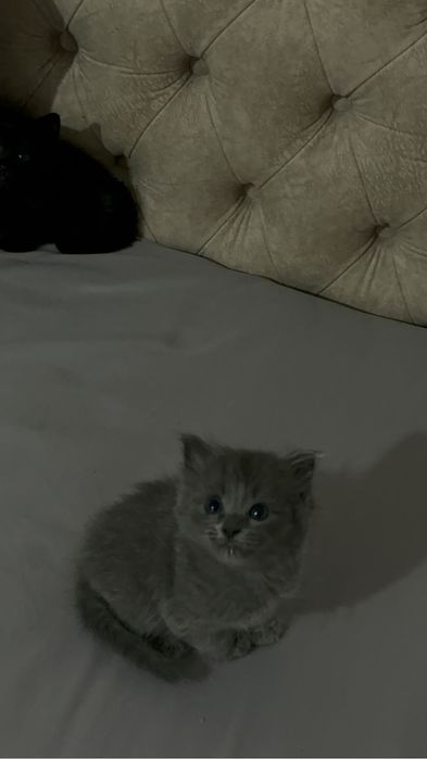 Scottish Fold мысык