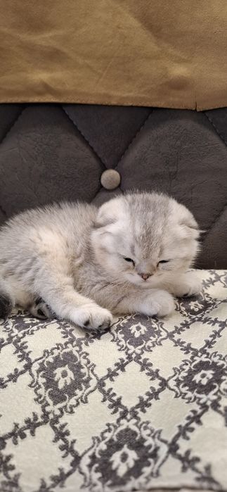 Чистокровные котята скоттиш фолд