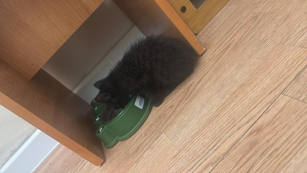 Жақсы бағатын семьялар болса