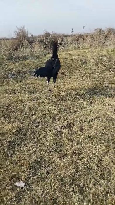 Прадам баитсовава питуха