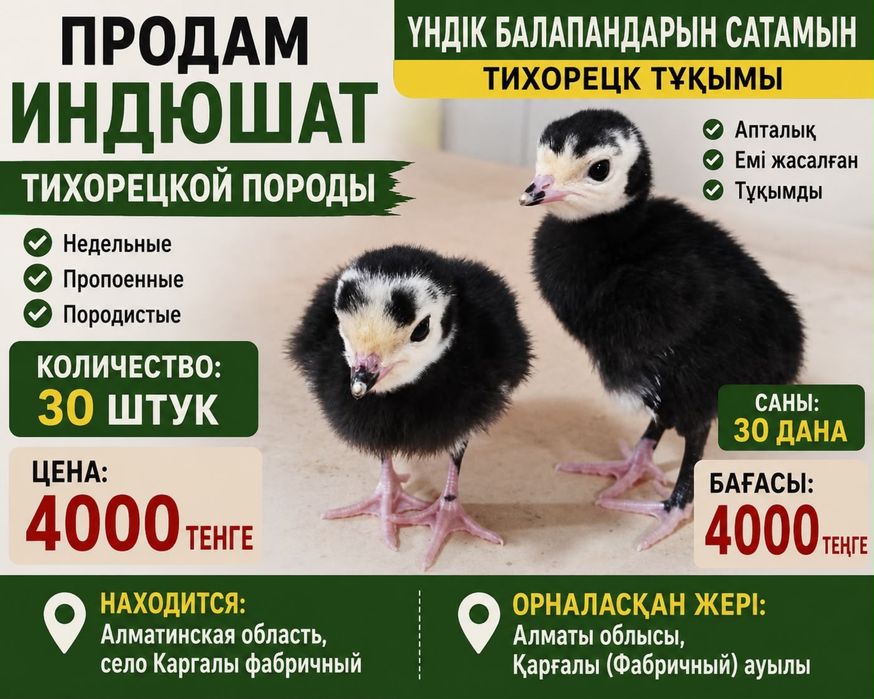 Индюшата тихорецкие  недельные пропоенные породистые