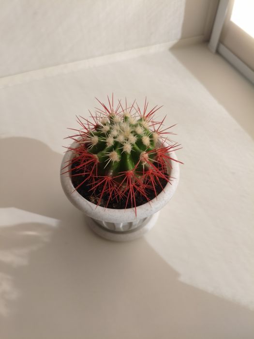 Продам кактус Грузони.