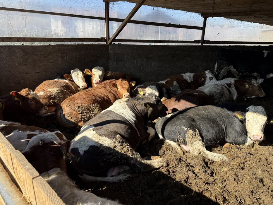 De vanzare taurasi si vitele