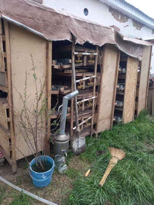 Клетка для перепёлок, Перепел перепёлка бөденеге арналған