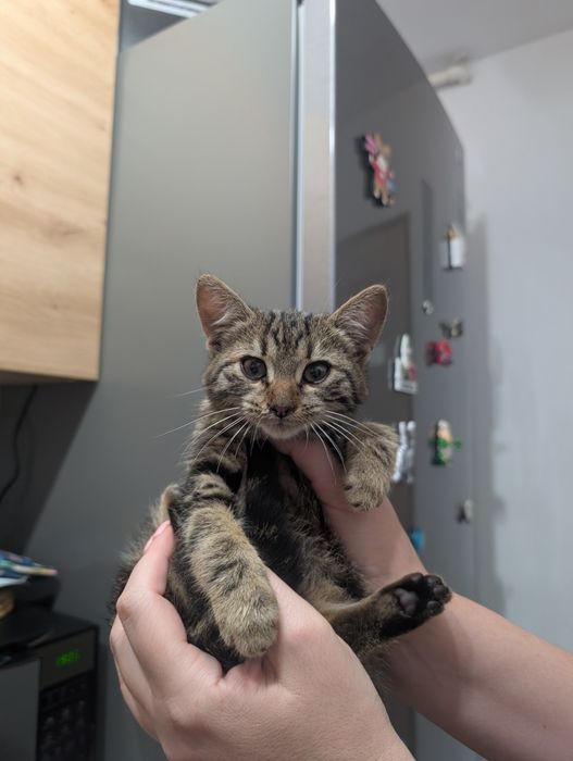 Adopție pisicuță superbă