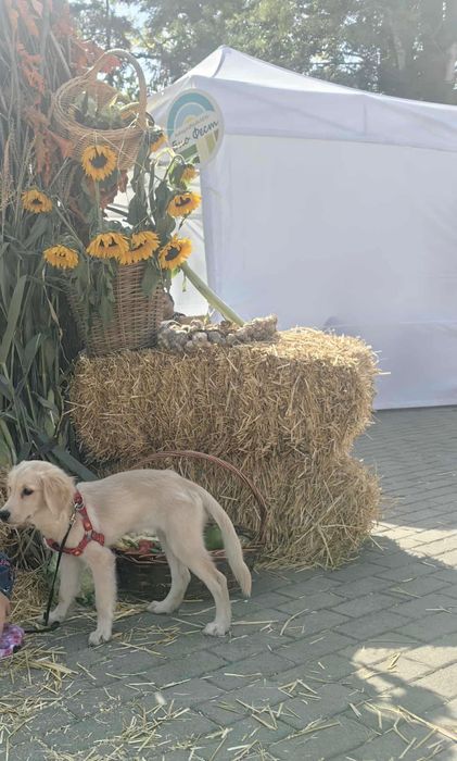 Продавам Голдън ретривър