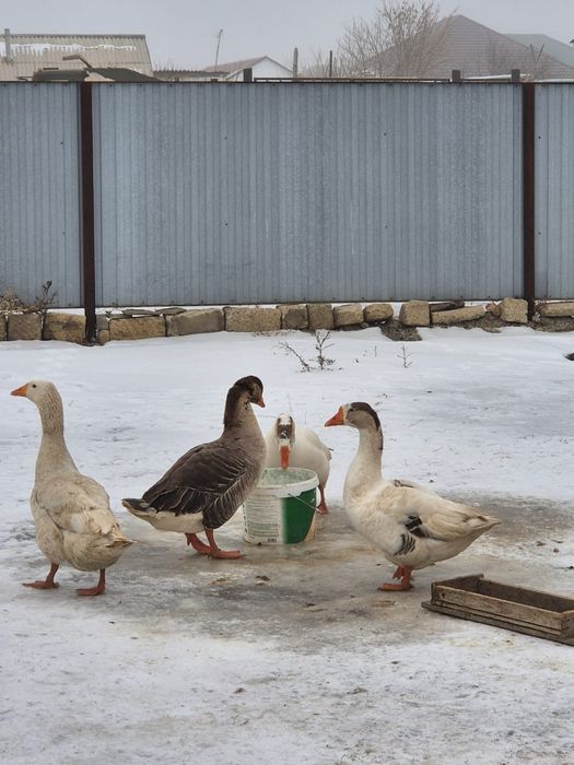 Продам гусей 4 штуки