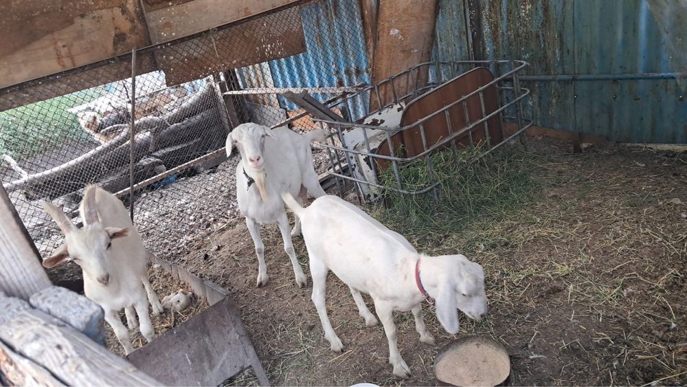 Козлята породистый срочно продам