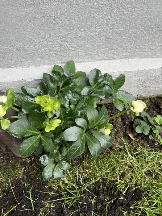 Trandafirul de craciun( Spanz)