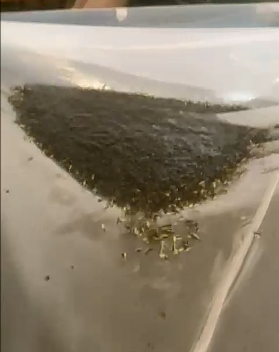 Личинки, Мальки.