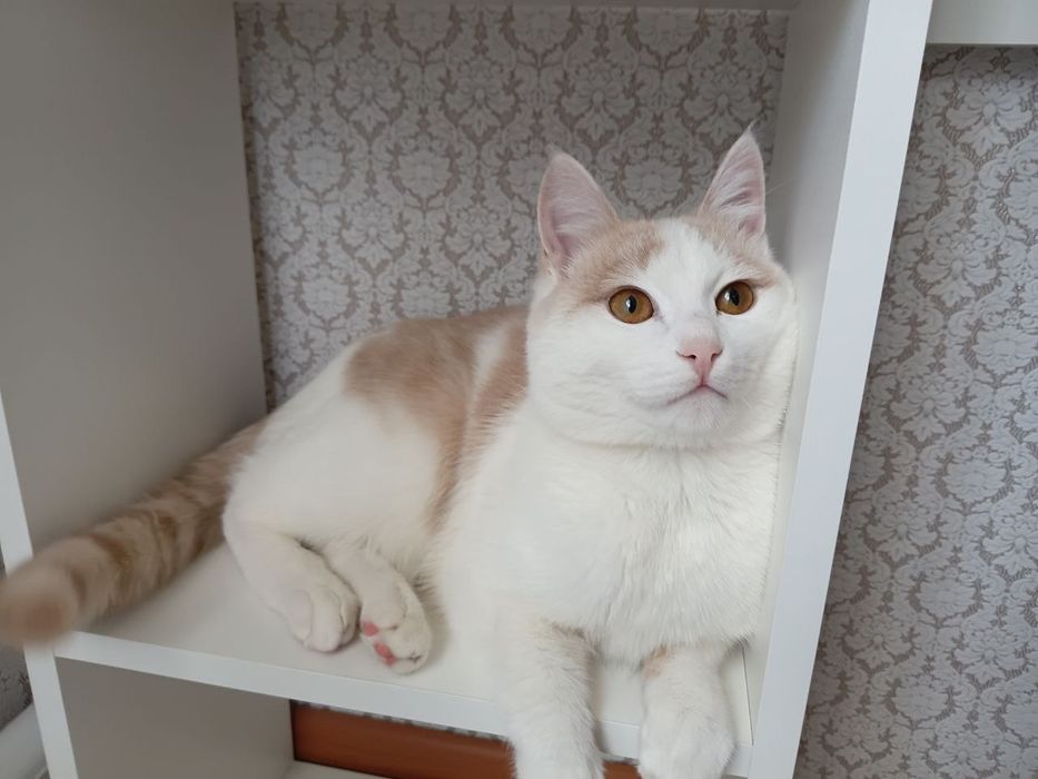 Кот Алёша ищет доброго хозяина