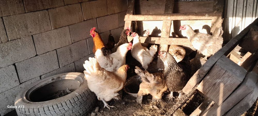 Продам хороших курей