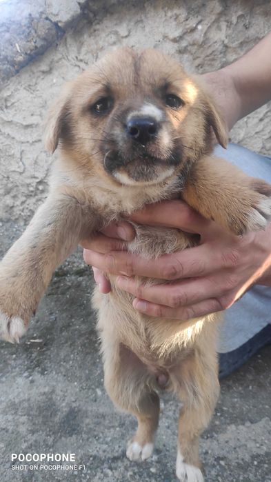 Подарявам малки кученца