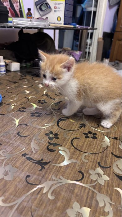 Отдам бесплатно котят