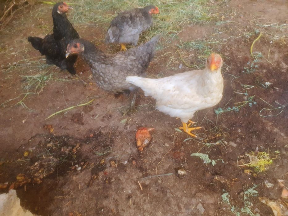 Хуроз сотилади еш