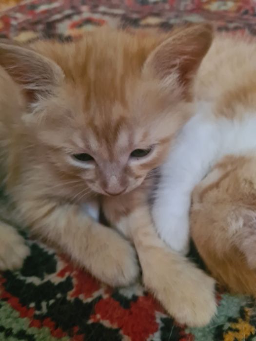 Красивые котята!