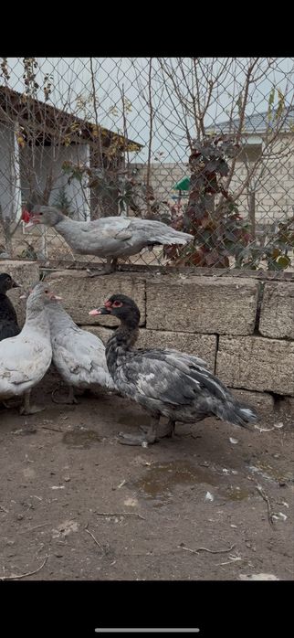 Индоутята 10000тенге  разные возроста