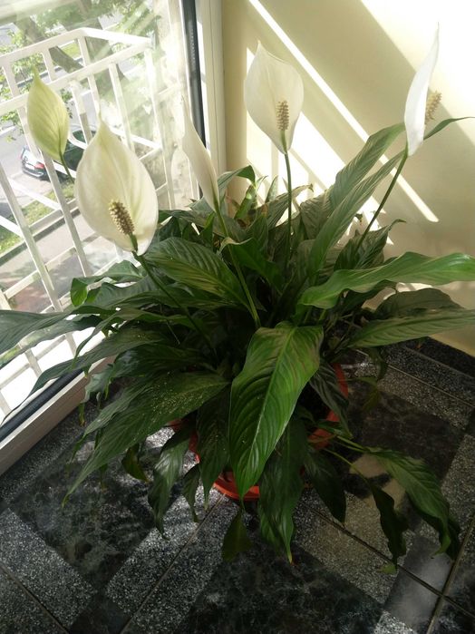 Vând Floare, Crinul Păcii sau Floarea Lunii.