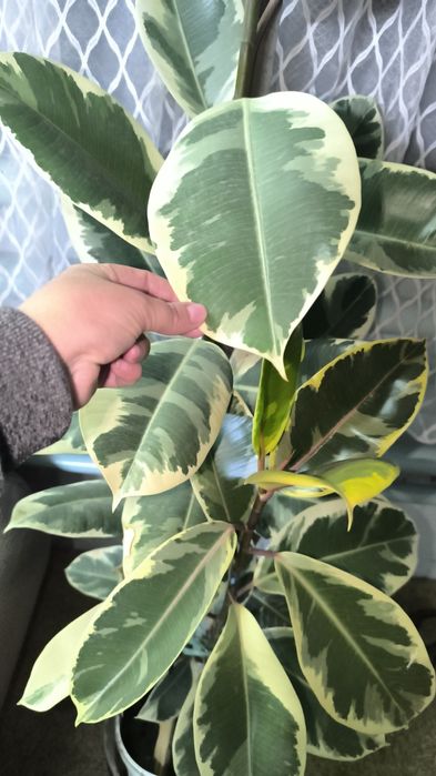 Продам Фикус Тенеке