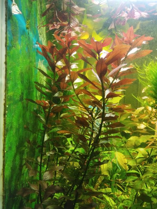 аквариумные растения