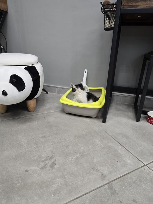 Подарявам КОТЕ !!!