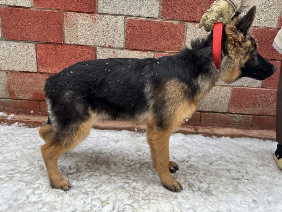 Щенки Немецкой Овчарки