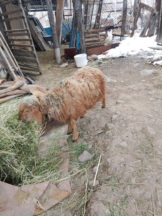 Токты, барашек, ягненок