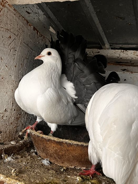 Vand porumbei curcani