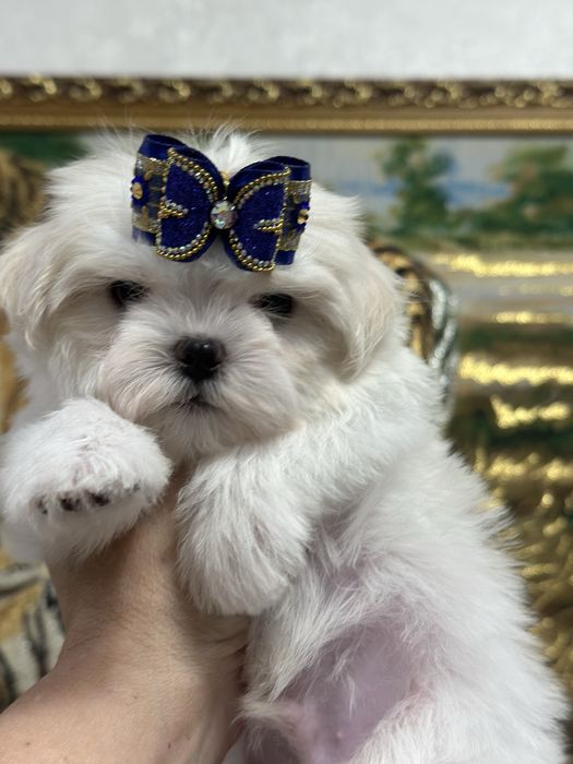 Супер малыши мальтезе