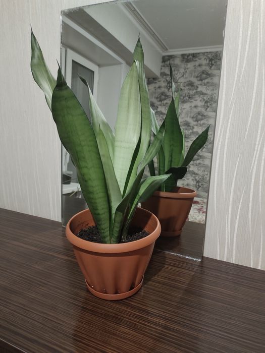 Продам Сансевьерии