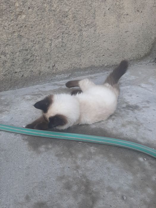 Котёнок 1 год мальчик