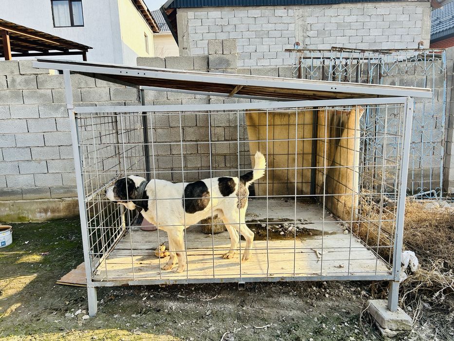 Алабай САО отдам