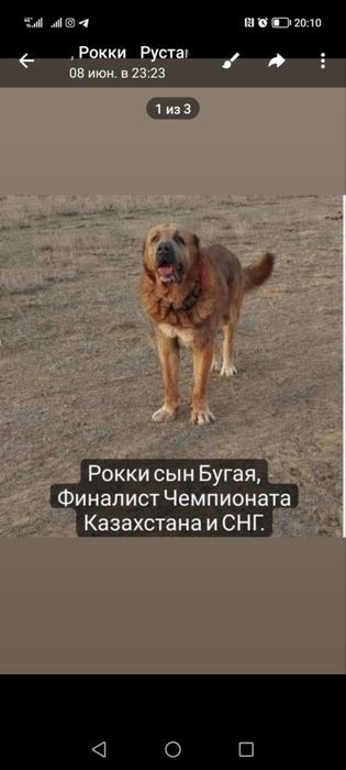 Продам щенок Алабай