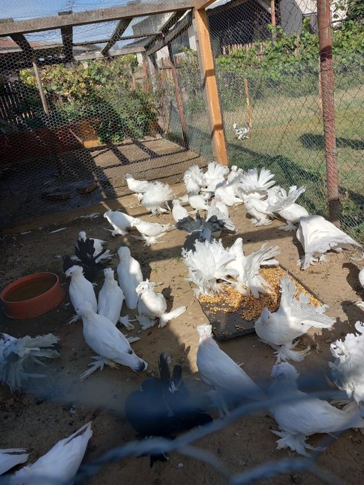 Vand porumbei voltati  indieni si puiendri si maturi.Tobosari germani